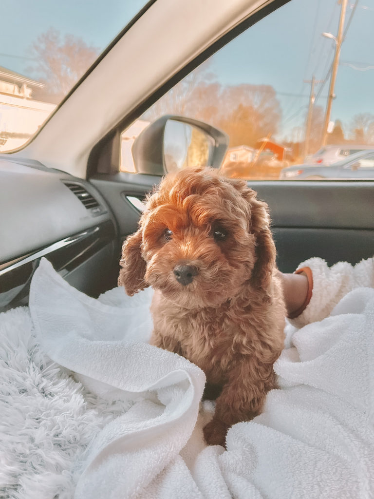 zara the cavapoo puppy dog