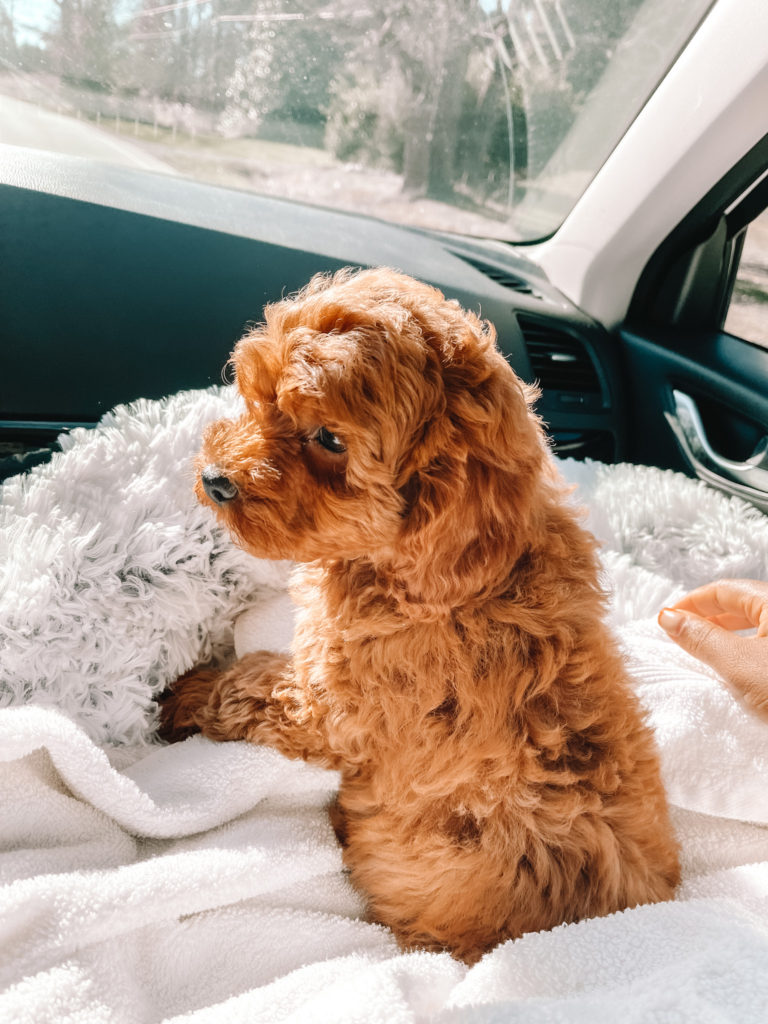 zara dog puppy cavapoo