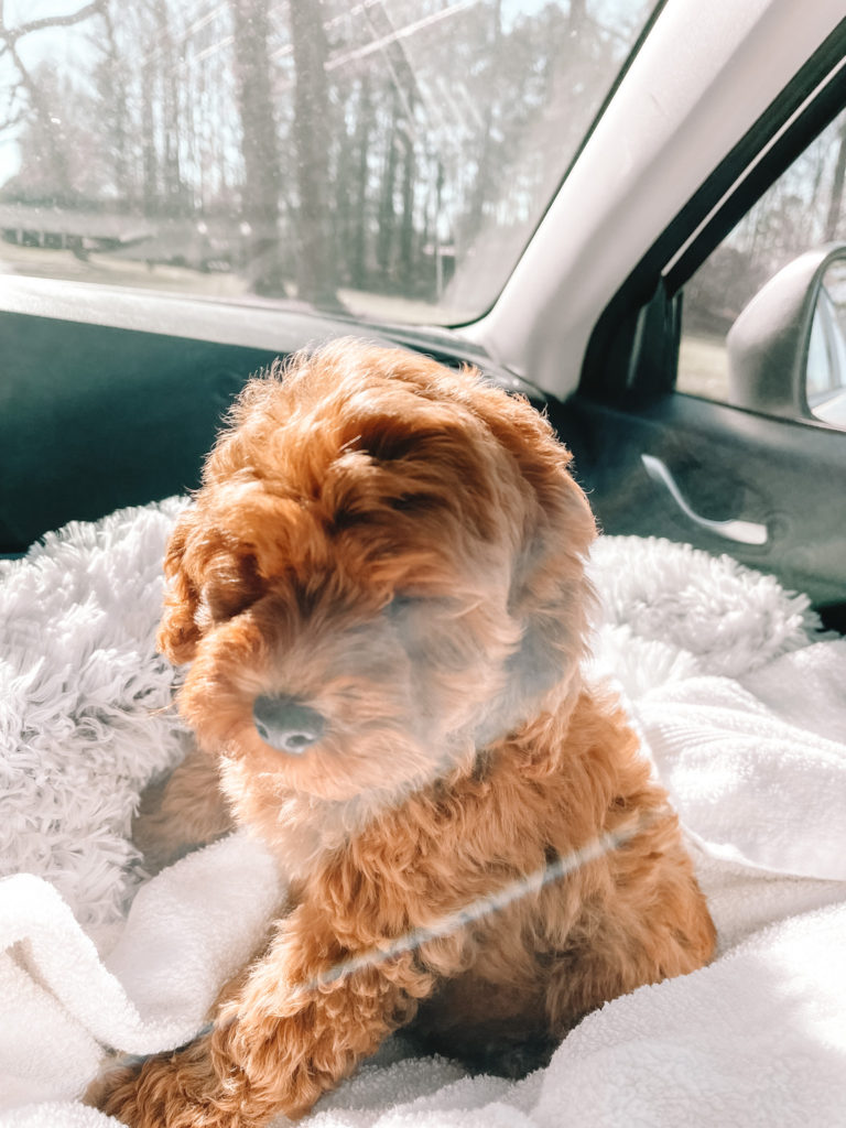 zara the cavapoo dog puppy